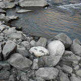 Medium Boulders