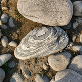 Medium Boulders
