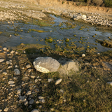Medium Boulders