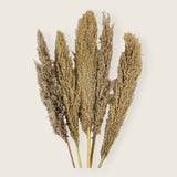 Pampa Grass Decor Item